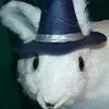 MoonRabbit213