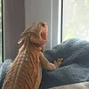 Ka_Rakuli