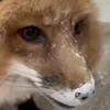lVulpes Lagopusl