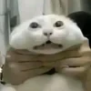 Сущность Сутулопсинова