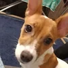 Kirinofficial