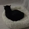 Евгений Дивелия