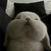 awwhriaana