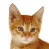 Кот-Телефонист