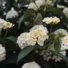 _Lantana_