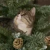 CatYanka_09