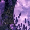Velvethra