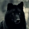 Blackberry-wolf