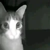 Загадочный чурок