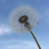 ffflamingfffox