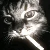 blckmrs_night