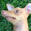 1legged_dog