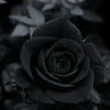 Black_blankeT
