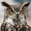 Hollow_Owl