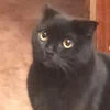 Миссис_Святова