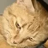 Амелия Стар