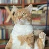 Васке Хатаке