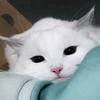 Good____Night