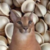 MontiBon