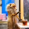 Ксанна