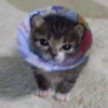 cuyzl