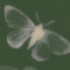 butterfly2
