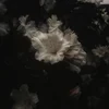 Evil_eye_Taimurka