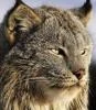 felis_lynx_cymmerica