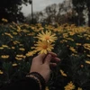 _amore_