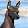 Hansa_Puma