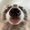 7bdf5qftv5