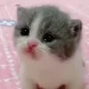маленький засранец.