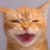 SirScoop