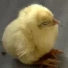 Хорошо_там_где_ нас_нет