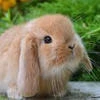 Hiding_Rabbit