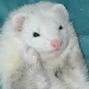 Blue_Ferret