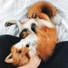 ReinekeFuchs