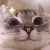 Жизнерадостная паль