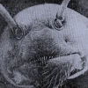 KsenyB