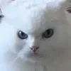 Mr.Crazy Eye