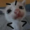 Lizi_kitti