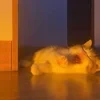 Коткулябр