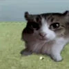 Debif_huh
