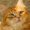 Молочный кот