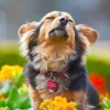 Анна Пёсик