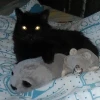 принктон