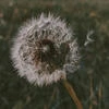 CurlyDandelion