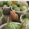 Картутка Хартутка