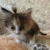 Анна Новская