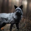FoxIce